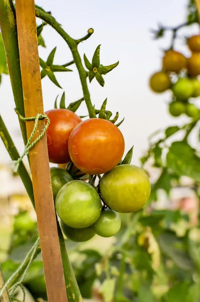 Pomodori su steli sostenuti da spago — Foto Stock