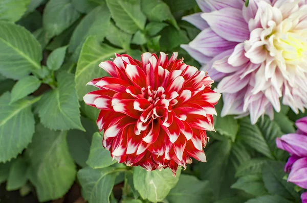 Dália vermelha flor na planta e ramo no jardim . — Fotografia de Stock