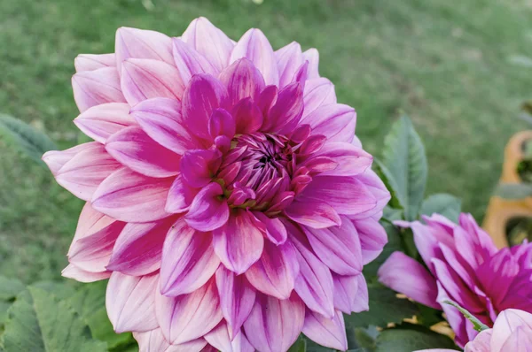 핑크 한 달리아 꽃 정원에서. — 스톡 사진