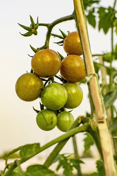 Pomodori su ramo di albero — Foto Stock