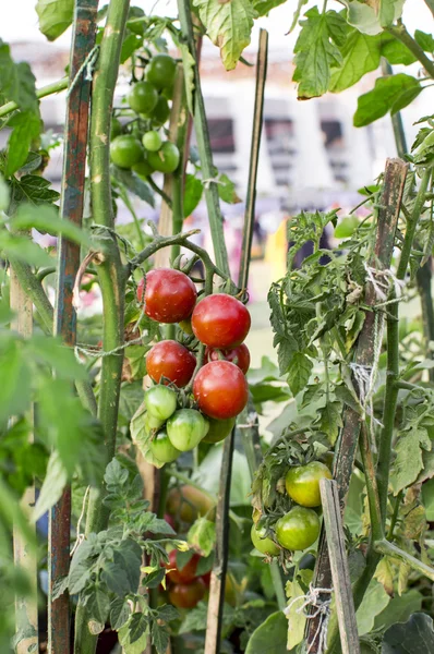 Pomodori verdi e rossi sulla pianta — Foto Stock