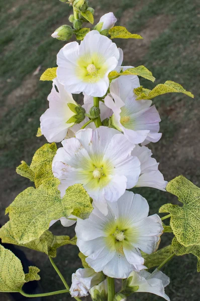 Flores amarelas brancas no caule — Fotografia de Stock