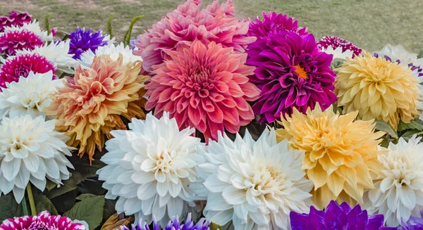 Mixed dahlia flowers on display — Stock Photo, Image