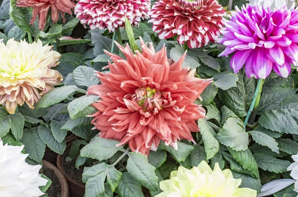 Dahlias with green plants — Stock Photo, Image