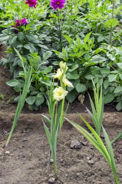 Sarı gladiola bitki