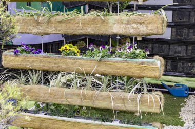 Balkon için büyüyen bitkiler