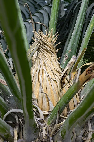 Palmzapfen umgeben von grünen Blättern — Stockfoto