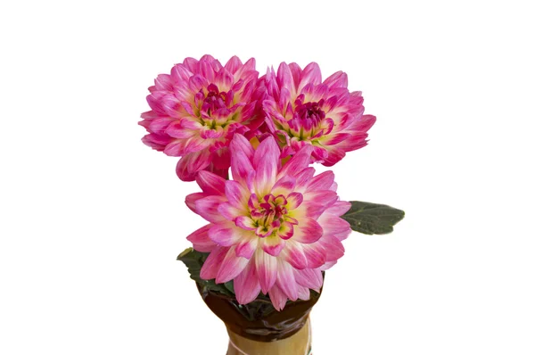 Розовые цветы георгины в вазе — стоковое фото