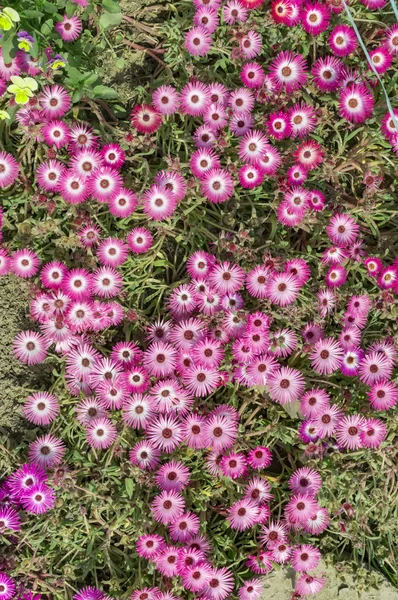 粉红色的花朵顶视图与植物和绿叶. — 图库照片