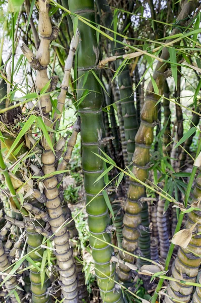 Grup bambu ağaçlarının