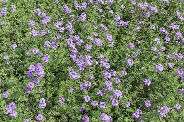 紫色の花と緑の草 — ストック写真