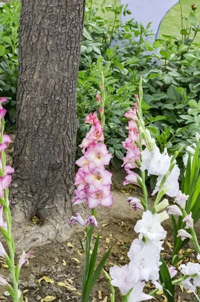 Yeşil gladiolas bitkiler