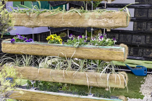 Balkon için büyüyen bitkiler