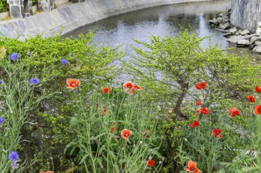 Su kenarındaki çiçek bitki