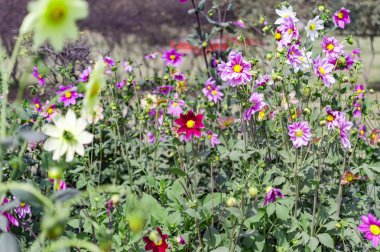 karışık aster çiçekler