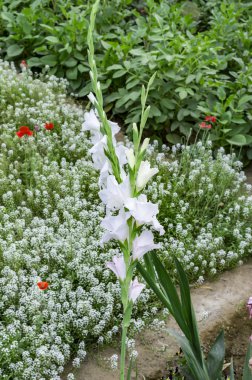 Beyaz gladiolas tarım