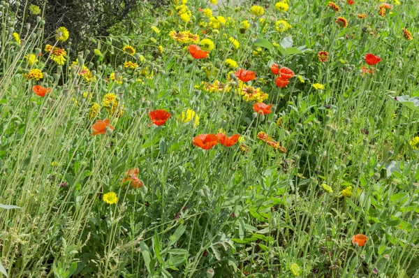 Wild flowers in jungle — Stock Photo, Image