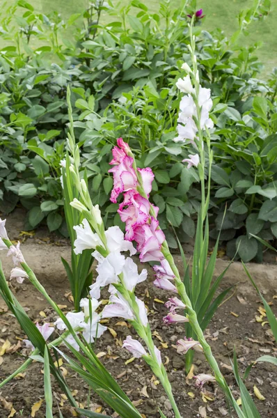 Kırmızı ve beyaz gladiolas alanları