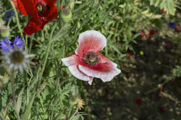 Red poppy flower — Stock Photo, Image