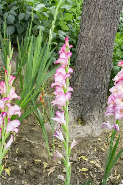 Pembe ve kırmızı gladiolas