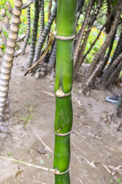 Bambusbaum mit grüner Farbe — Stockfoto