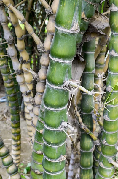 Grön bambu träd — Stockfoto