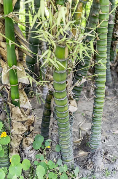 Bambusbäume im Boden auf dem Feld. — Stockfoto