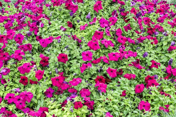 Cama de flores vermelha com flores e plantas verdes . — Fotografia de Stock