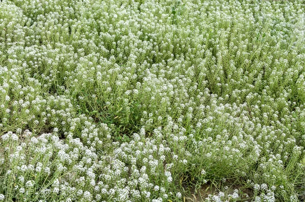 Lit de fleurs blanc à l'air libre — Photo