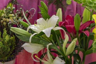 Pembe üzerinde sarı Beyaz lilyum