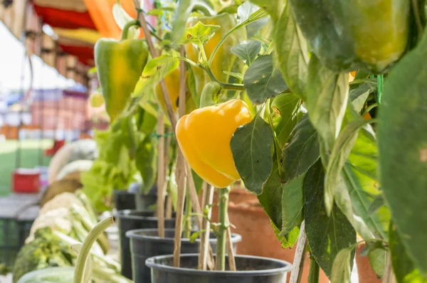 Capsicum piante in mostra — Foto Stock