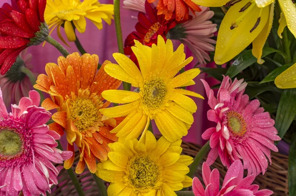 Blandade gerbera blommor med vattendroppar — Stockfoto