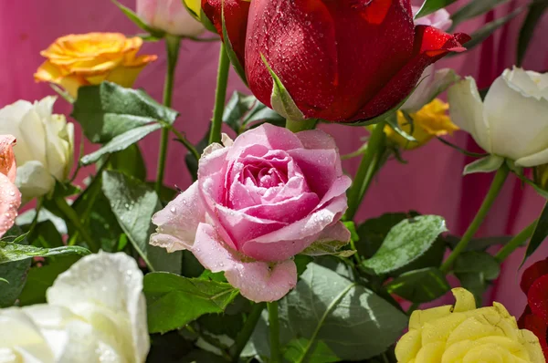 带水滴的粉红色和红色玫瑰 — 图库照片