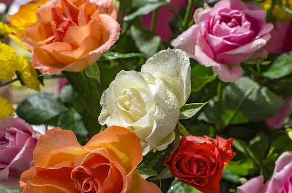 Rosas mezcladas con agua —  Fotos de Stock