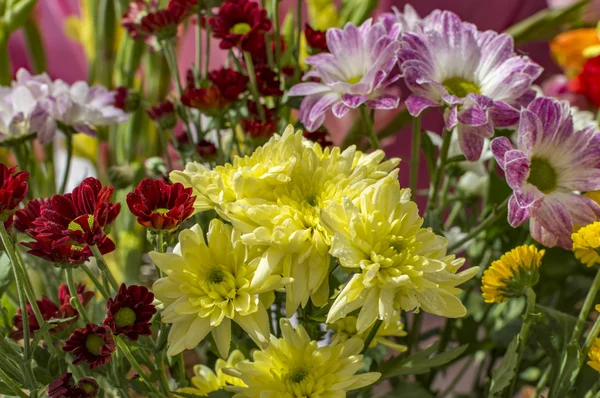 Flores cor-de-rosa amarelas — Fotografia de Stock