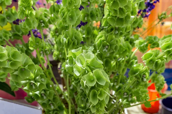 Колокола Ирландии Moluccella laevis цветы — стоковое фото