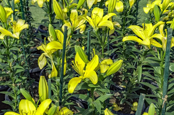 Yellow lily flowers and plants — Stock Photo, Image