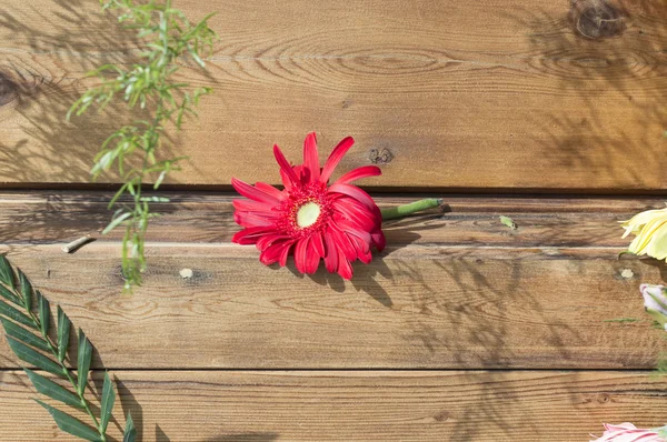 Einzelne rote Blume auf Holzplanke — Stockfoto