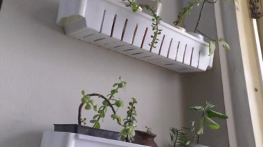 Küçük tepsi ve bitkilerle yapılmış duvar bahçesinin yan görüntüsü