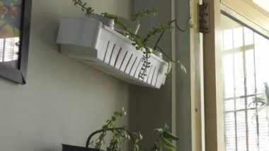 Kapalı alanda plastik tepsiler ve küçük bitkilerle yapılmış bir ev.