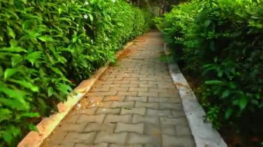 Ağaçlarda ve çimento yollarda yürüyün, yeşil bitkilerle yan yana