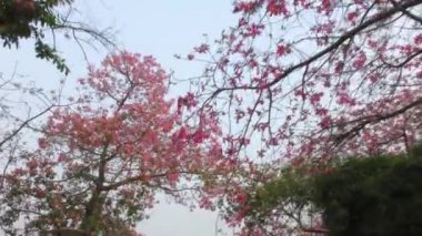 Kırmızı çiçek ağaçlarının altında yürü ve onu savur..