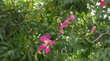 Ormandaki ağaçta kırmızı yabani çiçekler