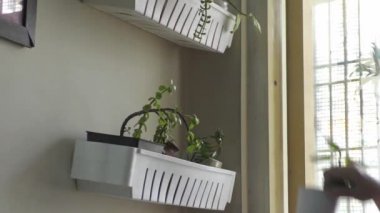 Bitkileri birbirinin üstüne koyup duvarlara asıyorlar..