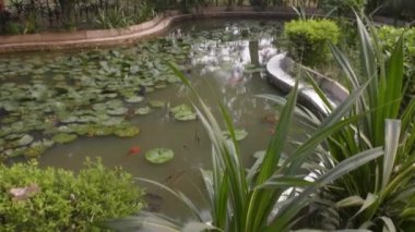 Gölette altın balık ve yüzen bitkilerle dolu çamurlu su..