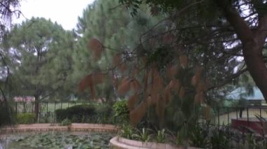 Yanlarındaki uzun ağaçların ve küçük bitkilerin altındaki gölet..