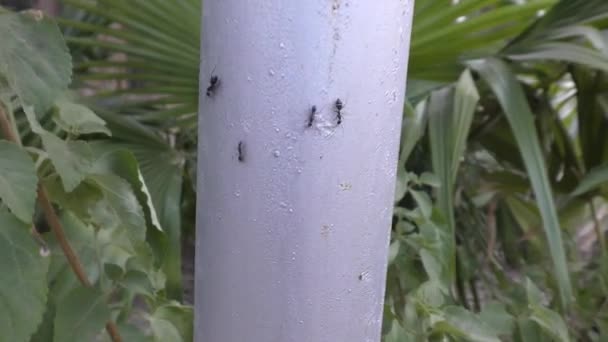 Formigas Saindo Poste Que Pintado Branco Atrás Dele São Plantas — Vídeo de Stock