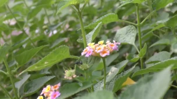 Formiga Indo Sobre Flores Selvagens Correndo Sobre Ele — Vídeo de Stock