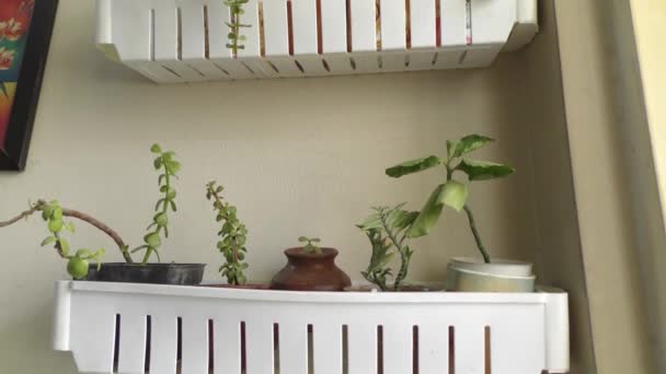 Mostrando Jardín Pared Hecho Casa Con Plantas Pequeñas Arbustos — Vídeos de Stock