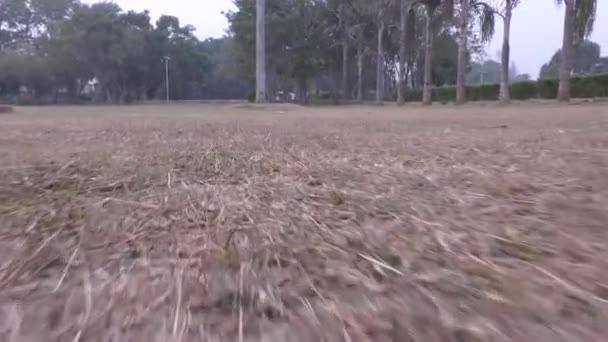 Ходить Траве Бегать Сухим Листьям Джунглях — стоковое видео